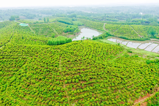 航拍信阳光山县司马光油茶园