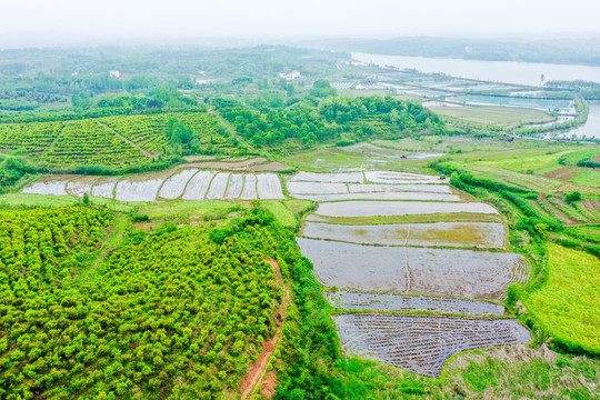 航拍信阳光山县司马光油茶园