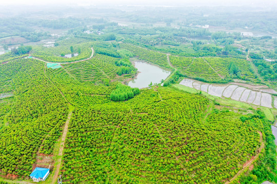 航拍信阳光山县司马光油茶园