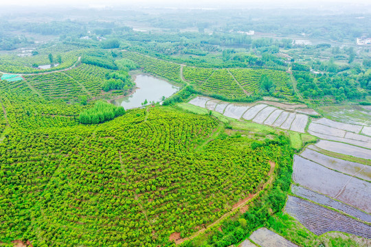 航拍信阳光山县司马光油茶园