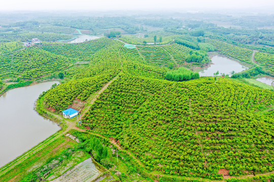 航拍信阳光山县司马光油茶园