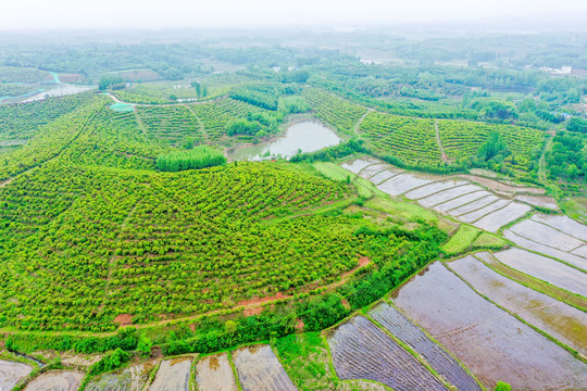 航拍信阳光山县司马光油茶园