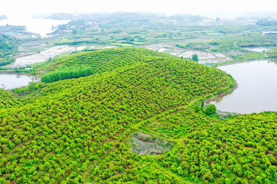 航拍信阳光山县司马光油茶园