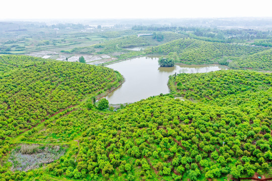 航拍信阳光山县司马光油茶园