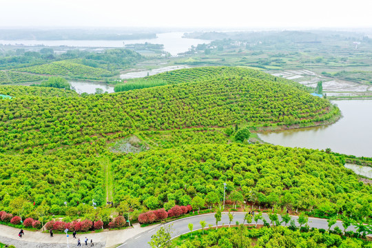 航拍信阳光山县司马光油茶园