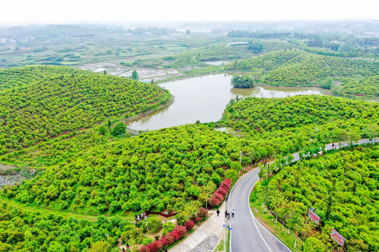 航拍信阳光山县司马光油茶园