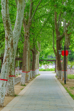 法桐林蔭道