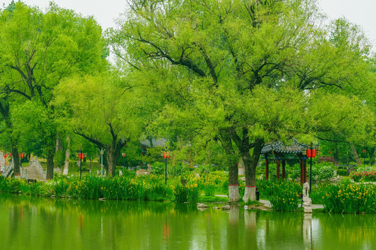 翠柳湖景