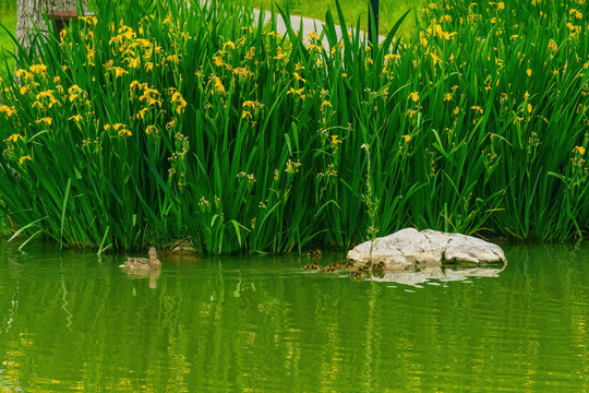 湖中黄菖蒲绿头鸭