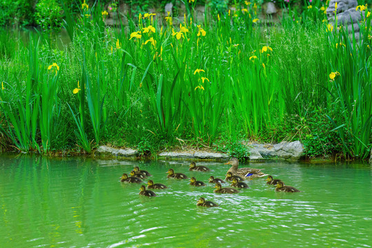 湖中绿头鸭幼鸟