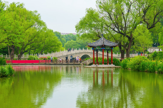 范公亭公園柳樹亭子夏天湖景