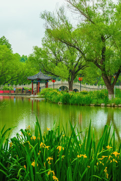 范公亭公園柳樹亭子夏天湖景