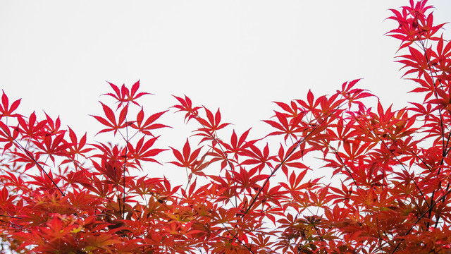 红色五角枫树叶
