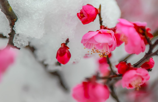 红梅傲雪