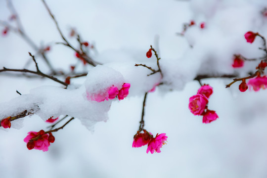 红梅傲雪