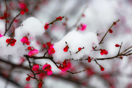 红梅傲雪