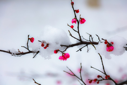 红梅傲雪