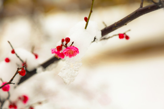 红梅傲雪