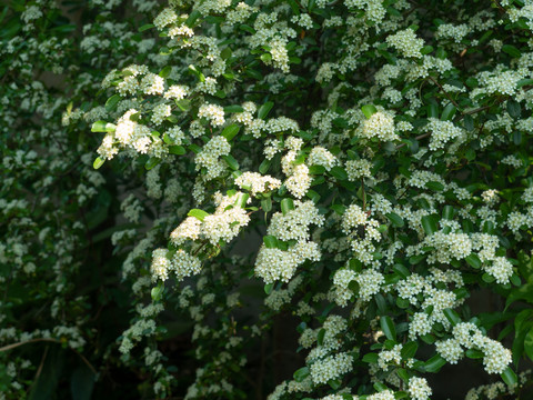 火棘的花期