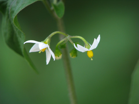 野生龙葵的开花期