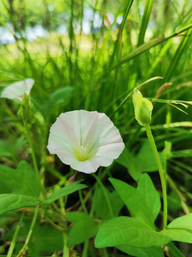 打碗花