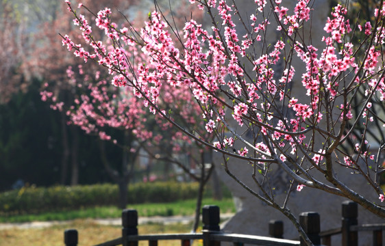 桃花