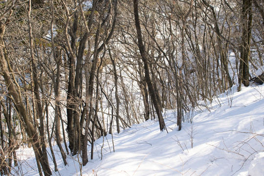 雪景