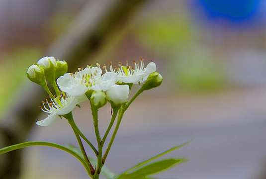 山楂花