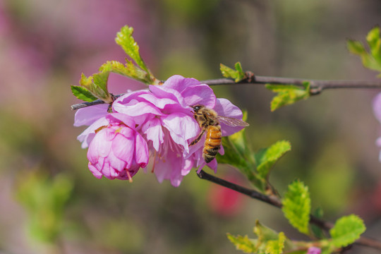 小桃红花上采蜜的小蜜蜂