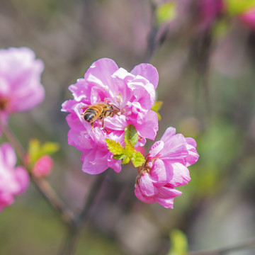 小桃红花上采蜜的一只小蜜蜂