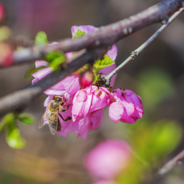 在小桃红花上采蜜的小蜜蜂