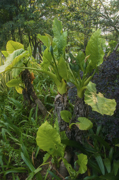 滴水观音植株