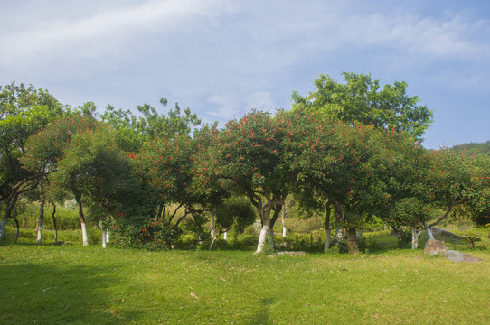 龙牙花树林