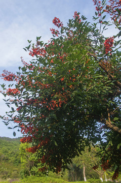象牙红树枝开花了