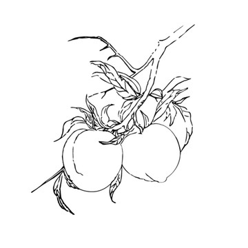 桃子線描