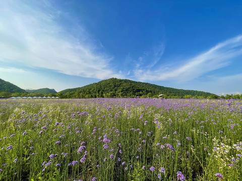 马鞭草花田