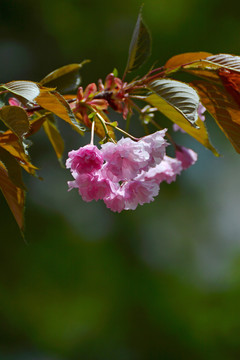 樱花