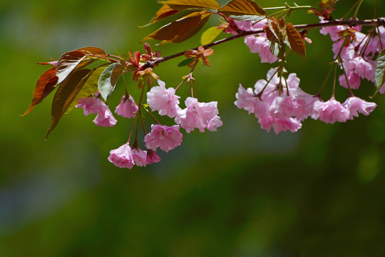 樱花