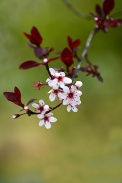 紫叶李