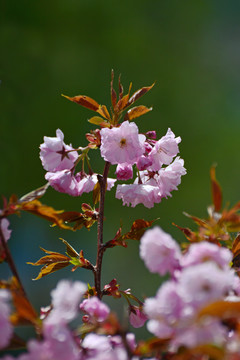 樱花