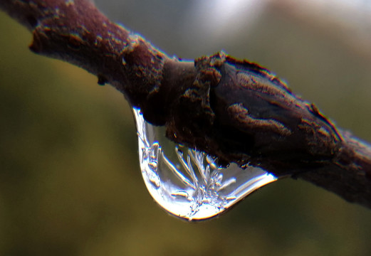 梅花结冰晶莹剔透