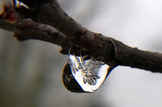 梅花结冰晶莹剔透