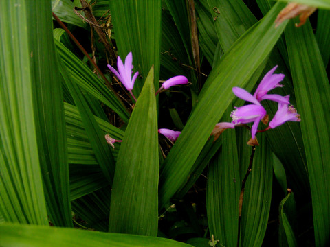 白芨种植