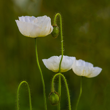 虞美人花