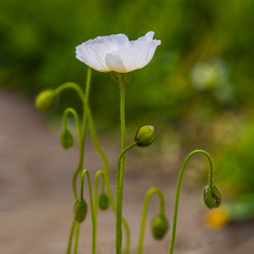 虞美人花