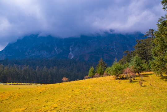 高山草场