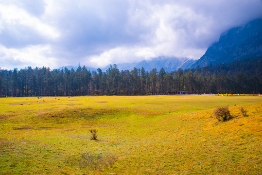 高山草场