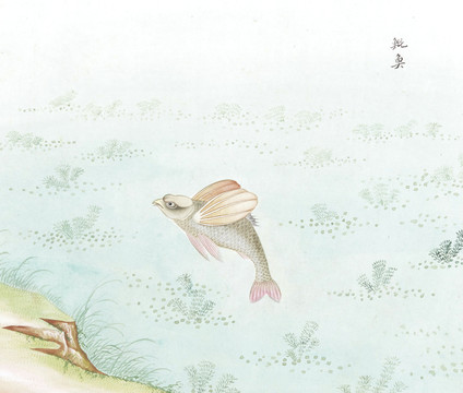 魮鱼鱼国画海洋生物手绘