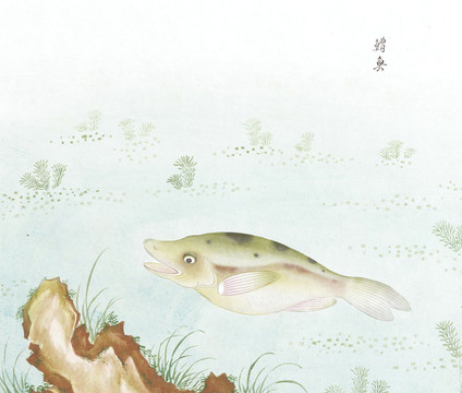 鰽鱼鱼国画海洋生物手绘
