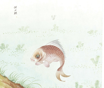 钳口鱼鱼国画海洋生物手绘